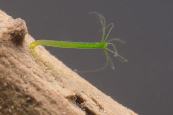 Кракен шоп ссылки